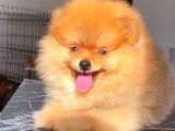 Orange Güzelli̇k Pomerani̇an Boo