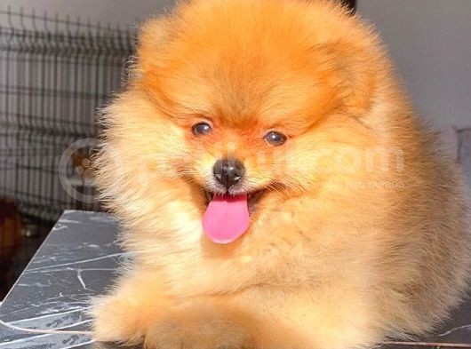 Orange Güzelli̇k Pomerani̇an Boo görsel