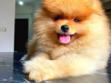 Orange Güzelli̇k Pomerani̇an Boo