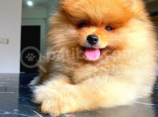 Orange Güzelli̇k Pomerani̇an Boo görsel