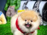 Ayı Surat Pomeranian Boo Yavrularımız