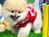 Ayı Surat Pomeranian Boo Yavrularımız