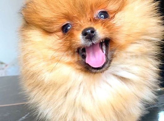 Teacup Orange Pomerani̇an Boo görsel