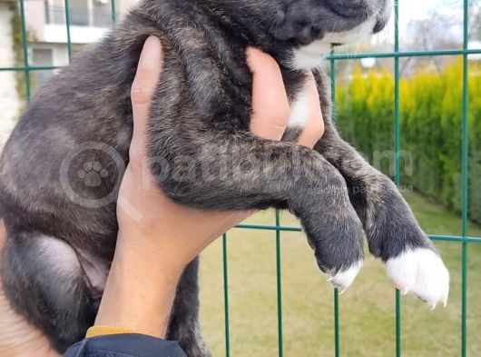 Cane Corso Yavruları görsel