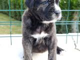 Cane Corso Yavruları