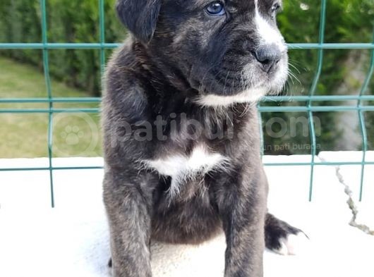 Cane Corso Yavruları görsel