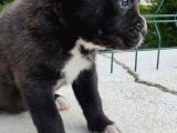 Cane Corso Yavruları