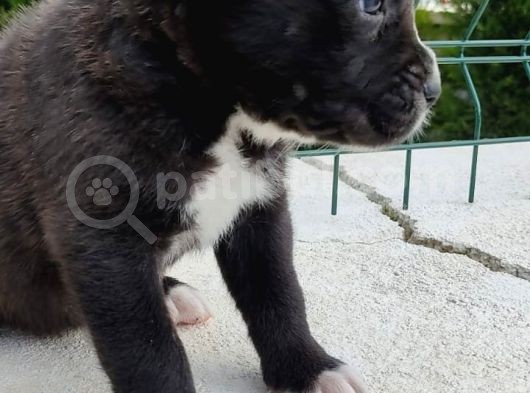 Cane Corso Yavruları görsel