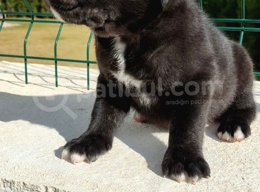 Cane Corso Yavruları görsel