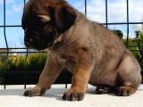 Cane Corso Yavruları