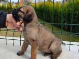 Cane Corso Yavruları