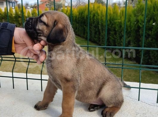 Cane Corso Yavruları görsel