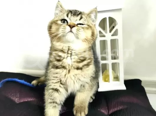 Son Safkan British Blackgolden Yavru !!!! görsel