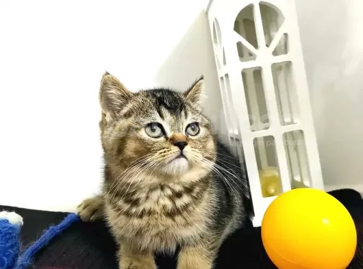 Son Safkan British Blackgolden Yavru !!!! görsel