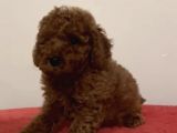 Pomerian Yavrularimiz