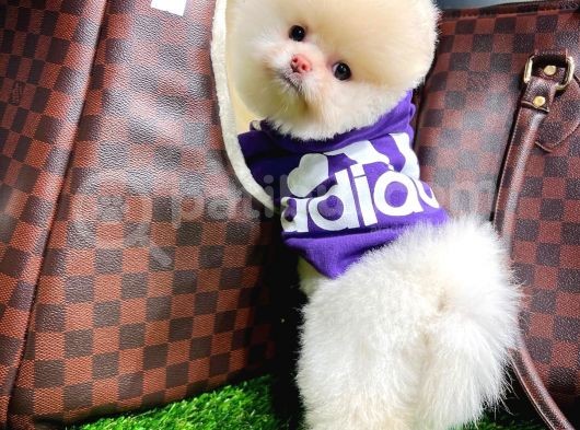 Aa Kalite Safkan  Pomeranian Oğlumuz