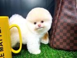 Aa Kalite Safkan  Pomeranian Oğlumuz