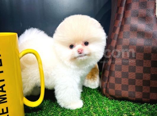 Aa Kalite Safkan  Pomeranian Oğlumuz görsel
