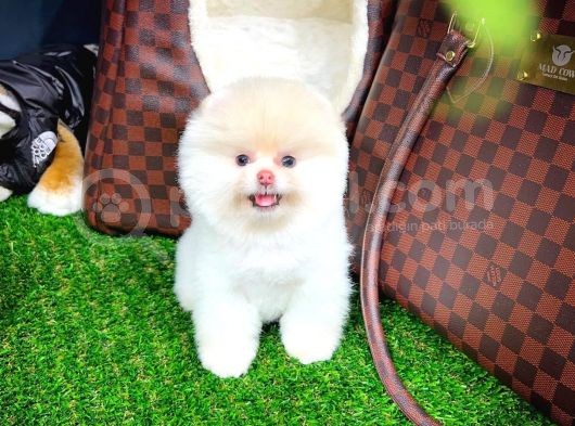 Aa Kalite Safkan  Pomeranian Oğlumuz görsel