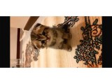 Scottish Fold Ve Brittsh Yavrular