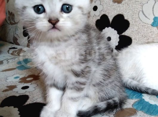 Scottish Fold Ve Brittsh Yavrular