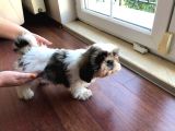 Aci̇l İlan 3 Aylik Di̇şi̇ Yavru Prenses Shi̇h Tzu