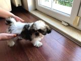 Aci̇l İlan 3 Aylik Di̇şi̇ Yavru Prenses Shi̇h Tzu
