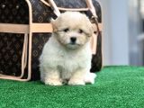 Xxs Malti̇poo Di̇şi̇ En İyi̇ Görsele Sahi̇p