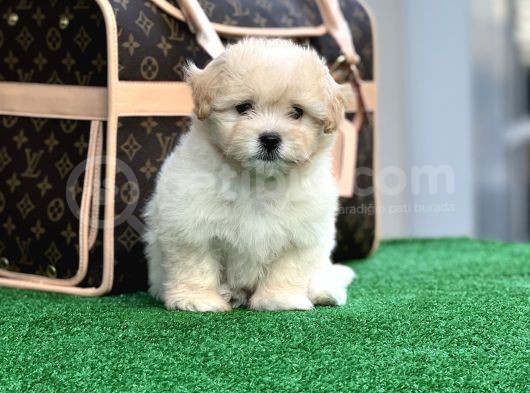 Xxs Malti̇poo Di̇şi̇ En İyi̇ Görsele Sahi̇p görsel