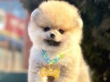 Safkan Pomeranian Boo Yavrularımız