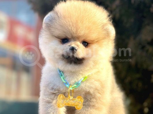 Safkan Pomeranian Boo Yavrularımız görsel