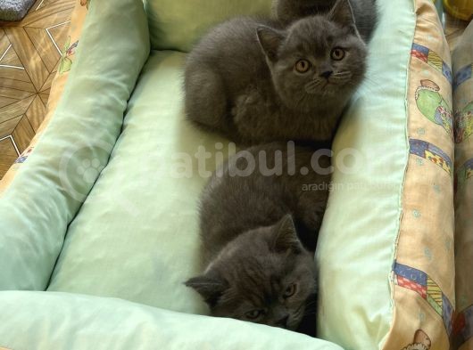 Sevimli Blue British Shorthair Erkek Yavrularımız