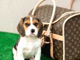 Show Görsele Sahi̇p Beagle