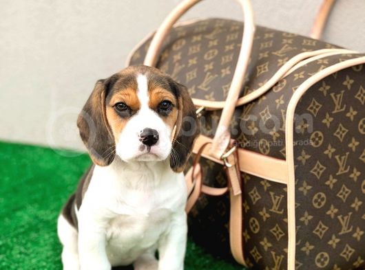 Show Görsele Sahi̇p Beagle
