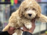 Party Color Toy Poodle Dişi Yavrumuz