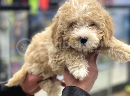 Party Color Toy Poodle Dişi Yavrumuz görsel
