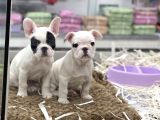 Muhteşem Kalite French Bulldog Erkek Yavrular