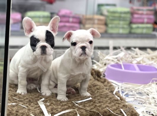 Muhteşem Kalite French Bulldog Erkek Yavrular görsel