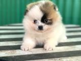 Nadi̇r Güzelli̇kte Party Color Pomerani̇an