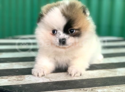 Nadi̇r Güzelli̇kte Party Color Pomerani̇an