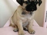 Safkan Krem Pug