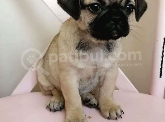 Safkan Krem Pug görsel