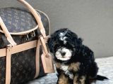 En Özel Renk Toy Poodle