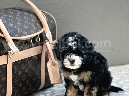 En Özel Renk Toy Poodle görsel
