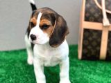 Show Görsele Sahi̇p Beagle