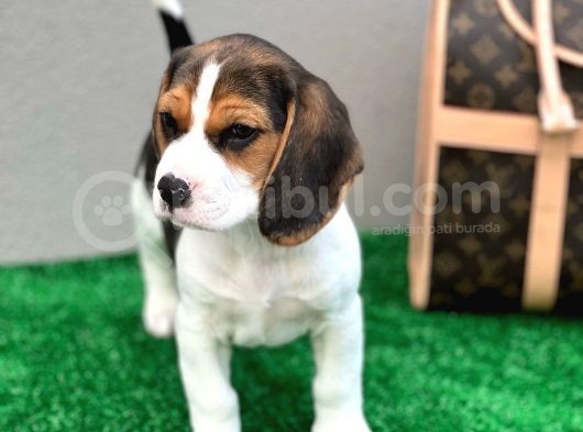 Show Görsele Sahi̇p Beagle görsel