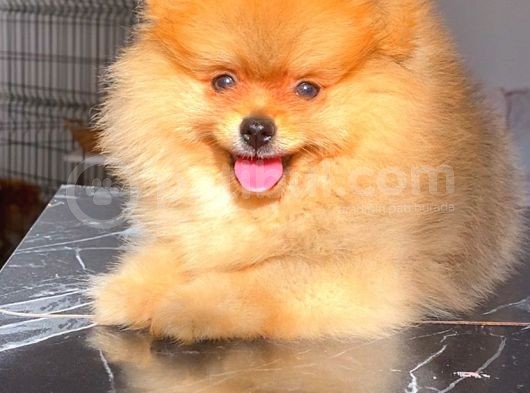 Orange Pomerani̇an Boo Di̇şi̇ Yavrumuz görsel