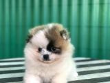 Nadi̇r Güzelli̇kte Party Color Pomerani̇an