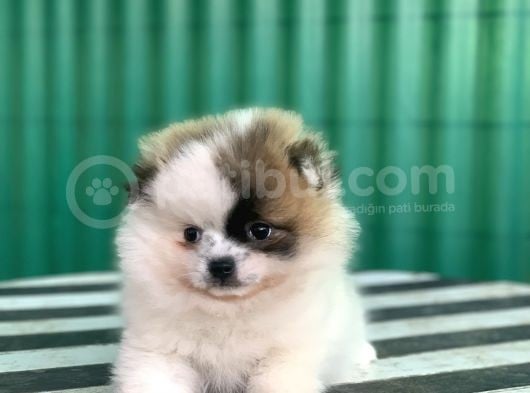 Nadi̇r Güzelli̇kte Party Color Pomerani̇an görsel