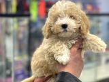 Party Color Toy Poodle Dişi Yavrumuz